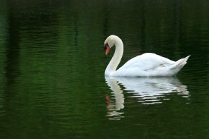 Swan on the water