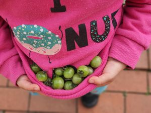 Child holding green tomatoes in the bottom of a sweatshirt