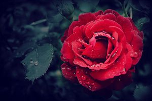 Red rose with dew drops