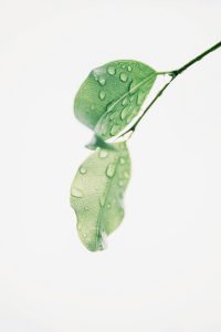 Two leaves with dew drops