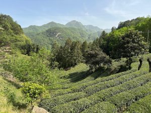 Tea plantation, Wudang Mountains, China